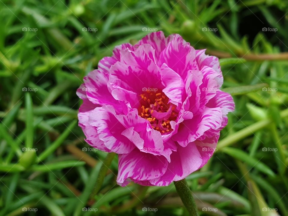 my beautiful Portulaca grandiflora