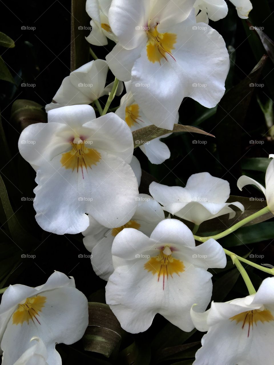 Flowers in a dark background