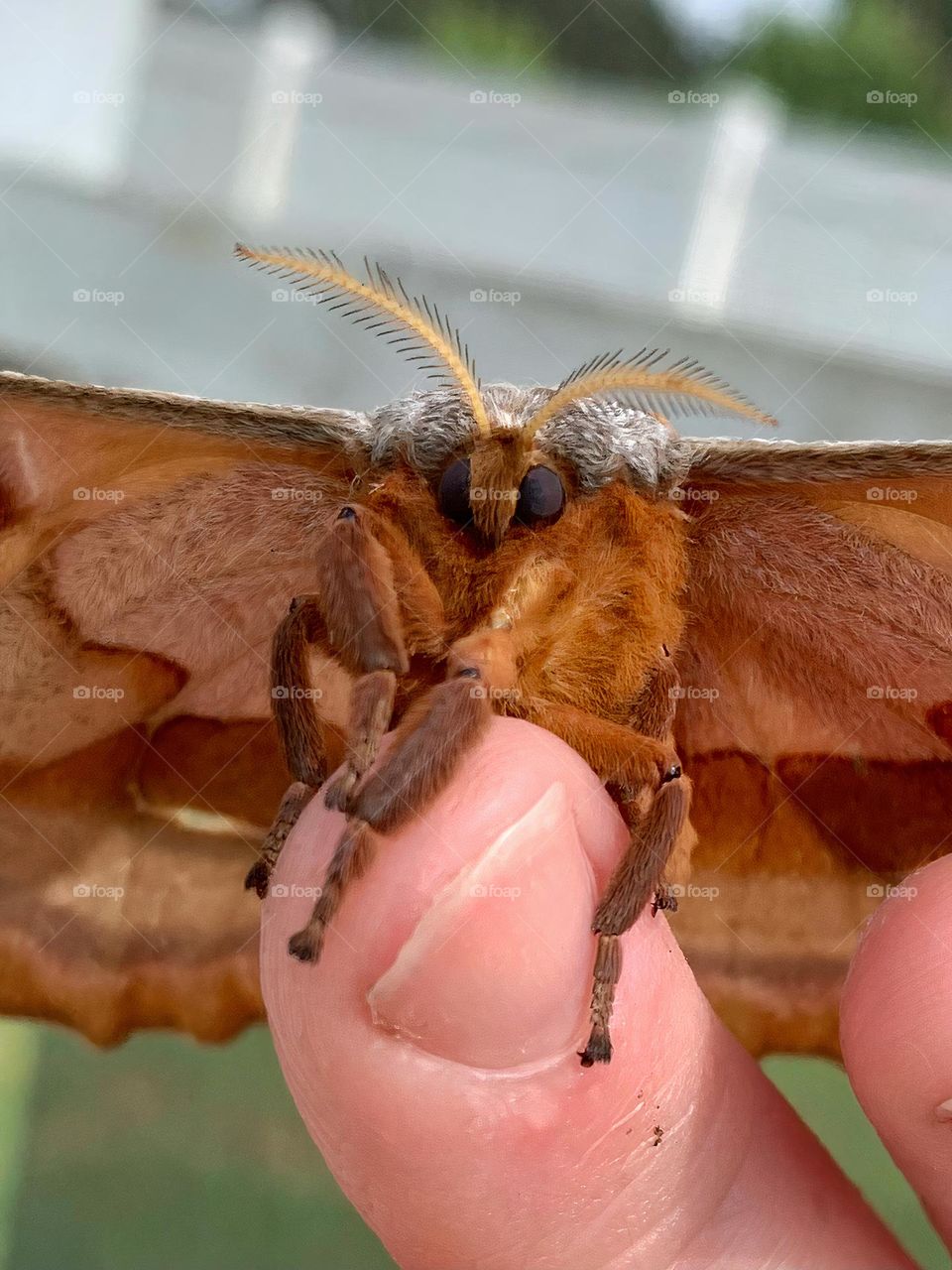 The Polyphemus Moth (Antheraea polyphemus) is a giant tan silk moth with a fifteen-centimeter wingspan. They have purple eyespots on the hind wings. Really friendly and soft with thick fuzzy fluffy legs and body. Really cute and impressive.