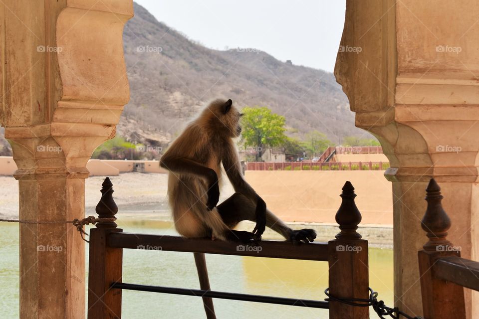 baboon ,black monkey relaxing in chatri hot temperature so sitting on  railing. in amer ford