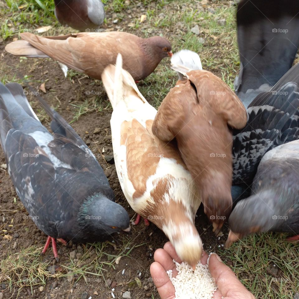 Pigeons being fed rice in the yard