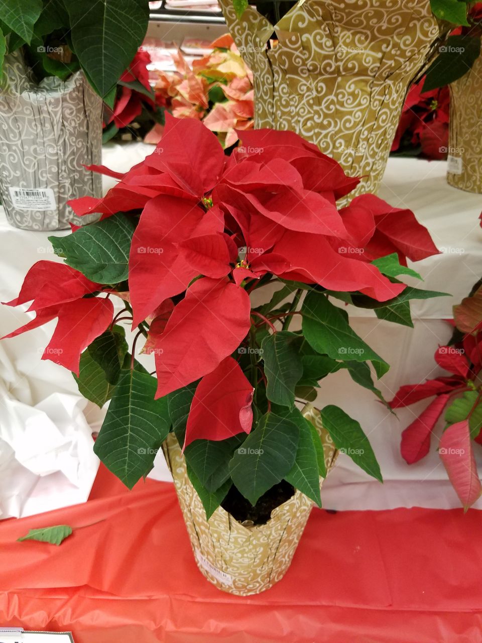 poinsettia plant