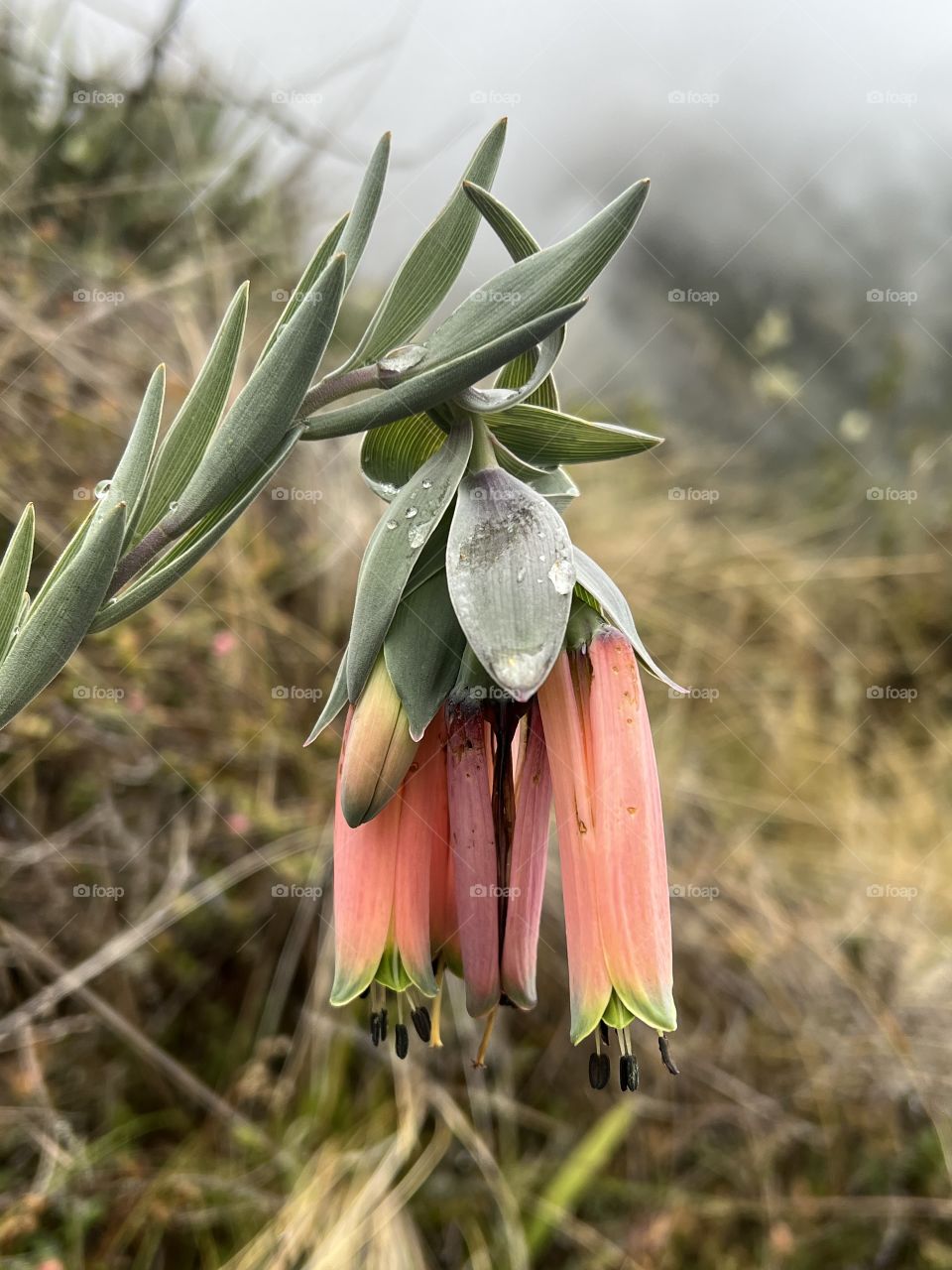 Inca trail flower