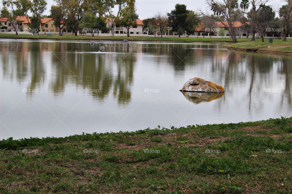 Tree reflecting on lake