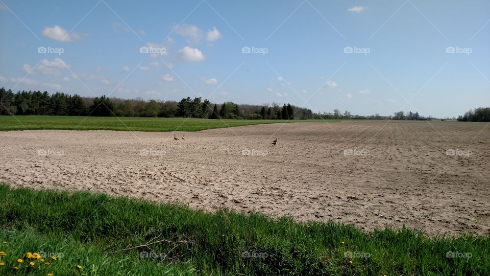 Landscape, No Person, Agriculture, Farm, Grass