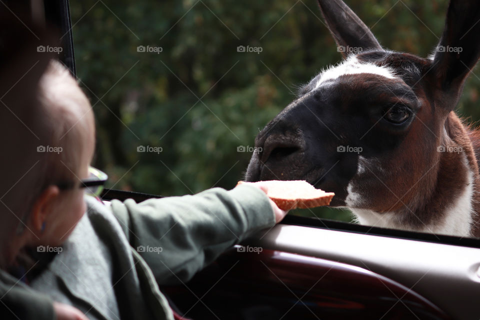 Child feeding a llama from a car window