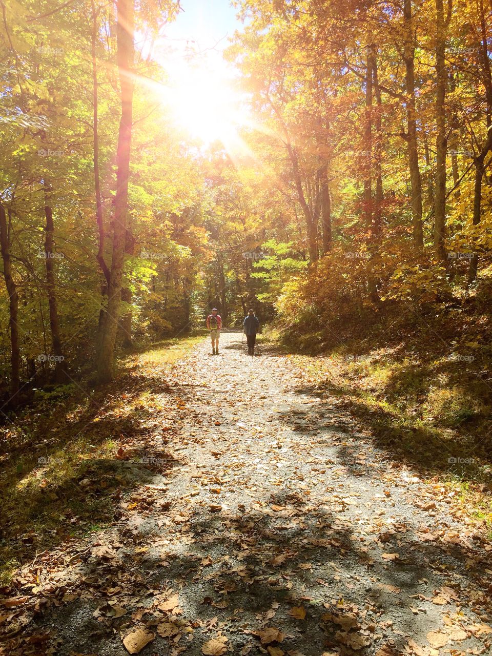 walk in the woods