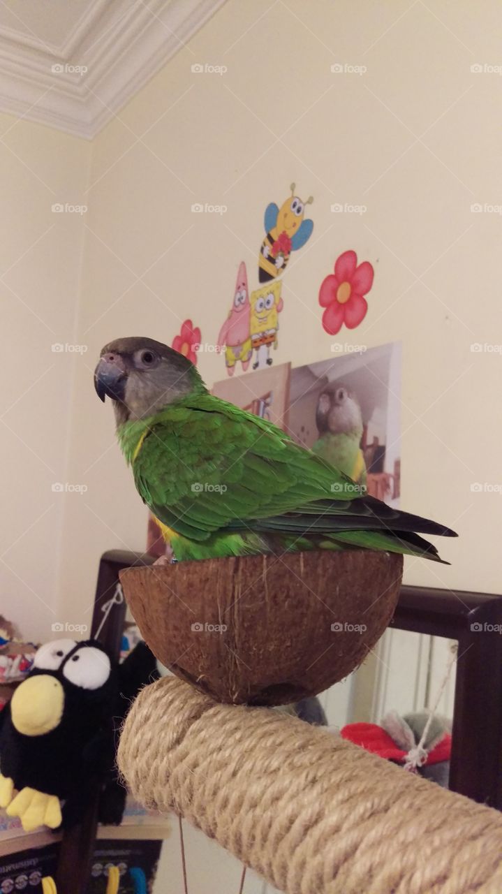 senegal parrot