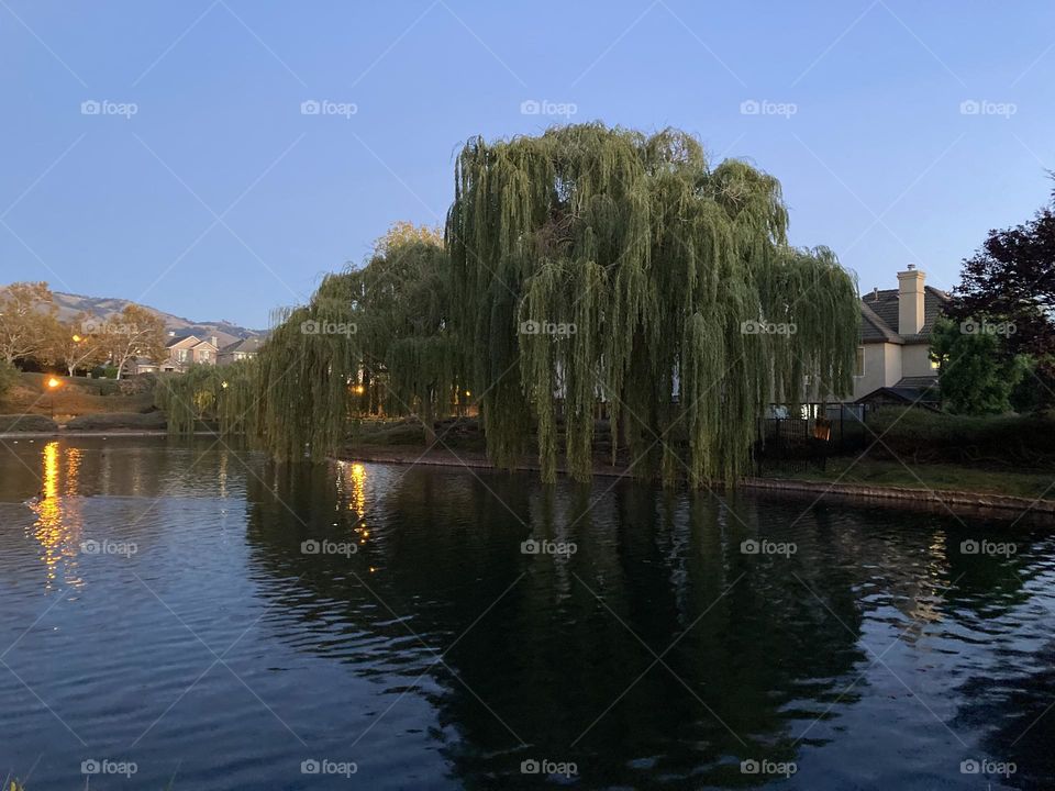 Willows at pond in evening 