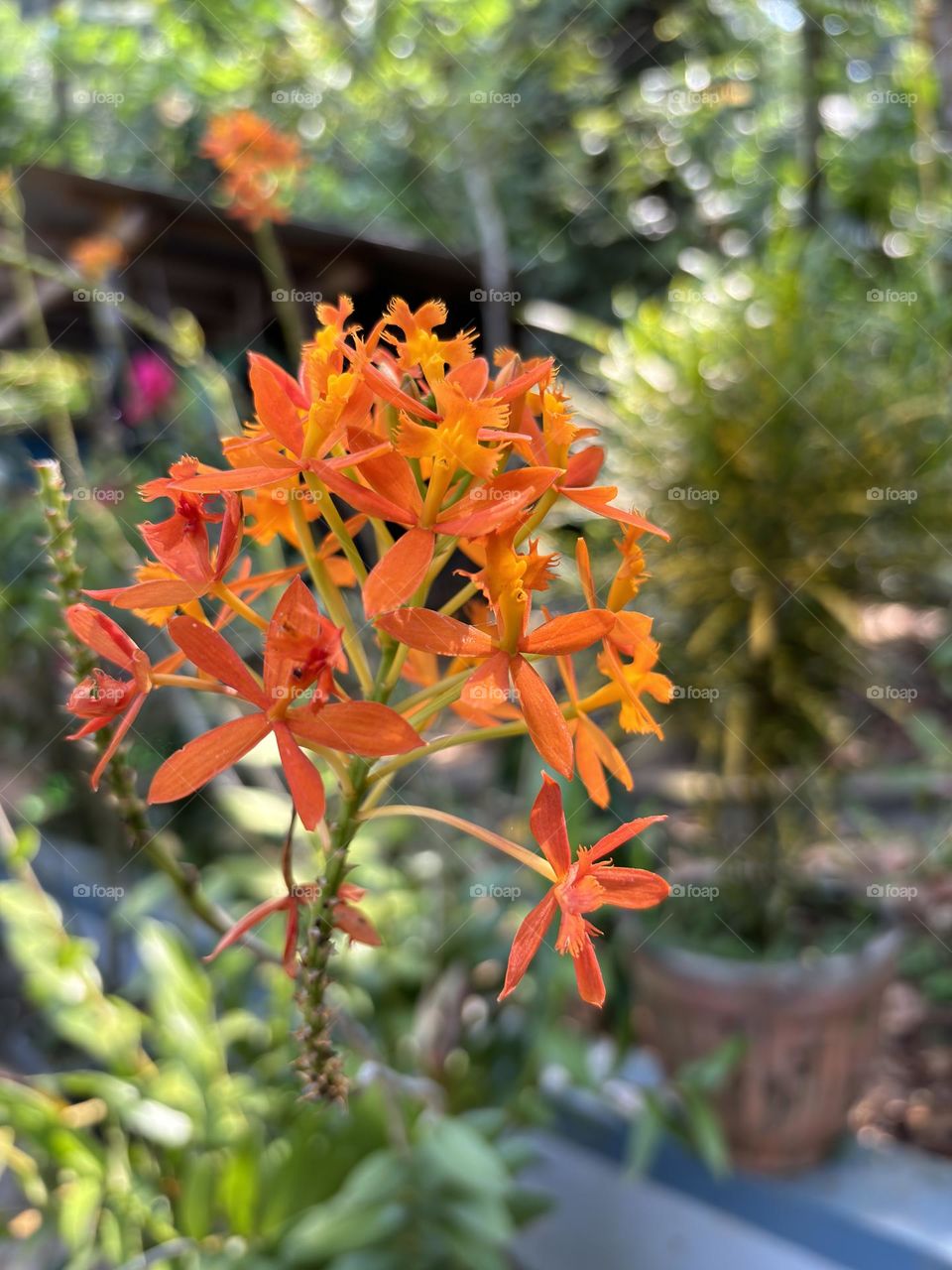 Wild flower - colours of nature, colours of life