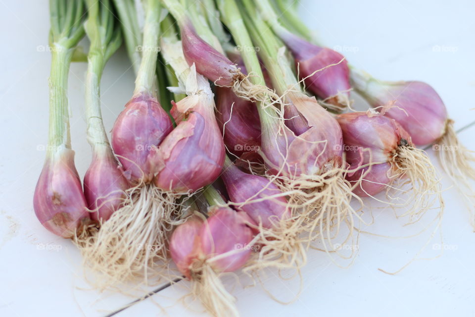 Bundle of shallots