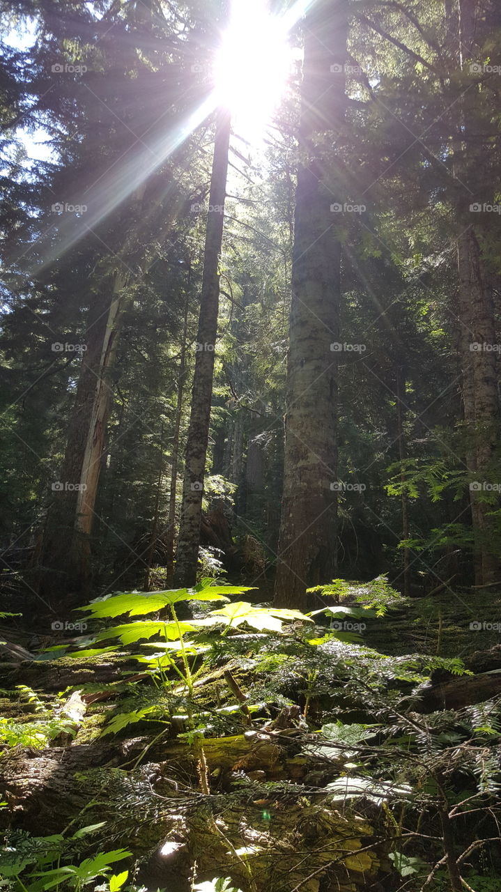 Helicotrope Ridge hiking trails. 
I like the way of light shine through the trees it was amazing.