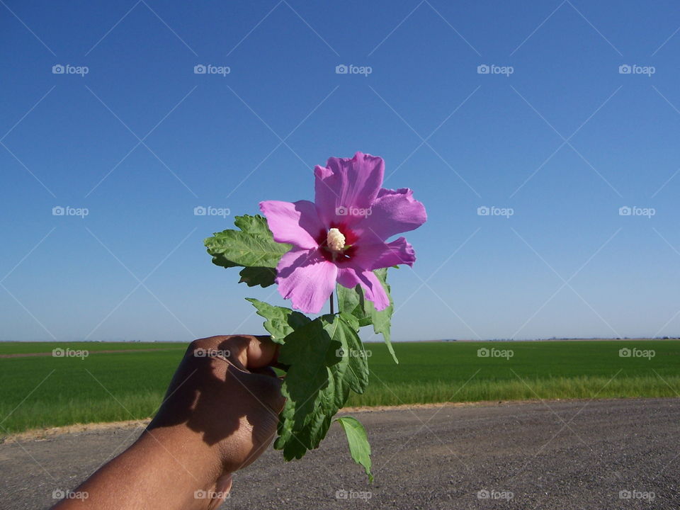 open field. out for a drive