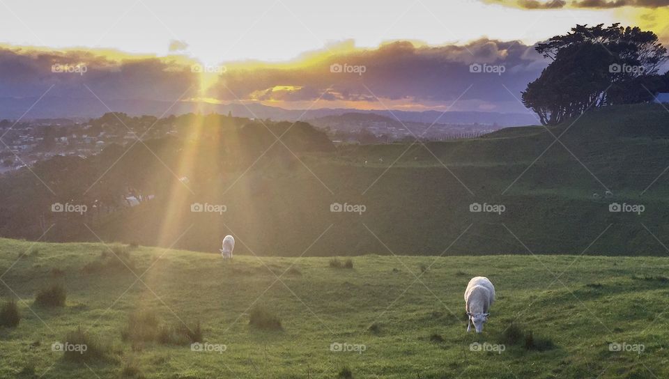 Lambs grazing peacefully on a hillside under the rays of a setting sun 