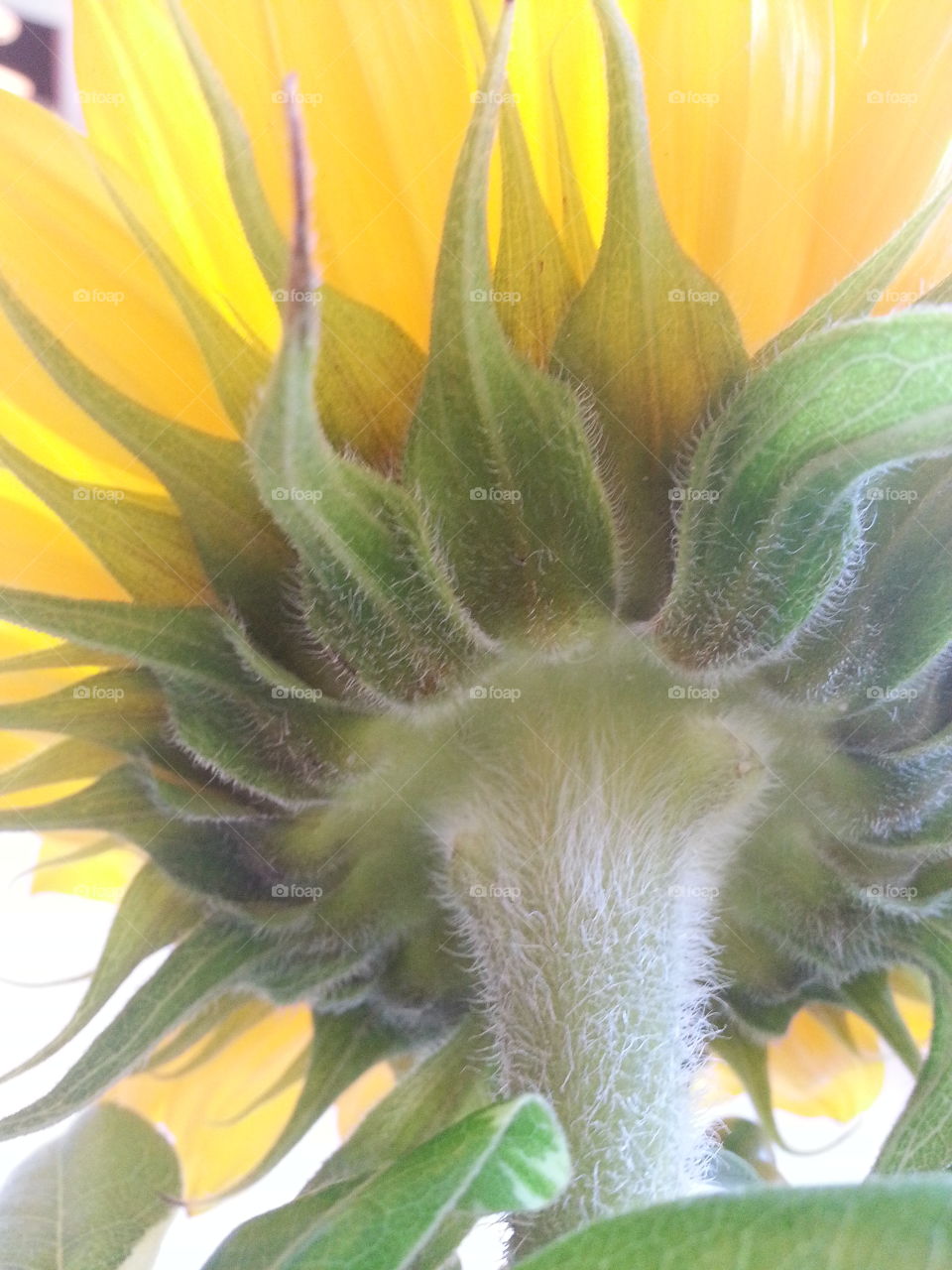 Happy Sunflowers