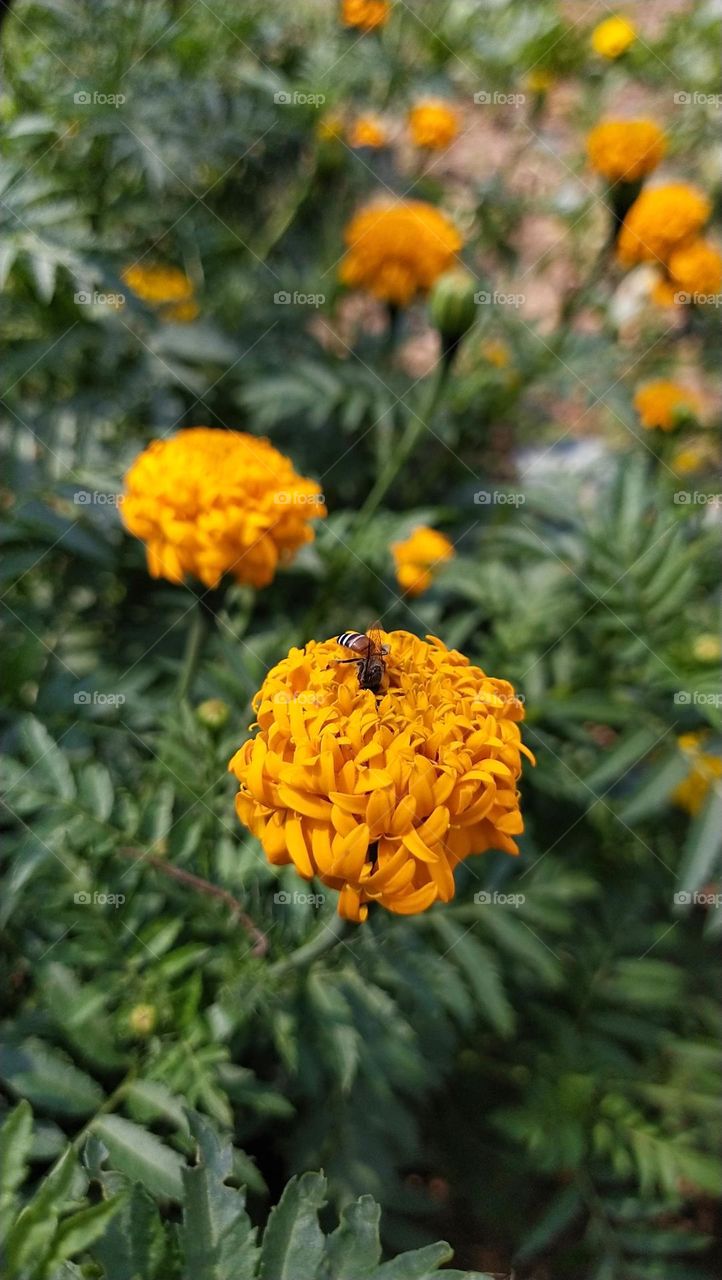 Bee on flower