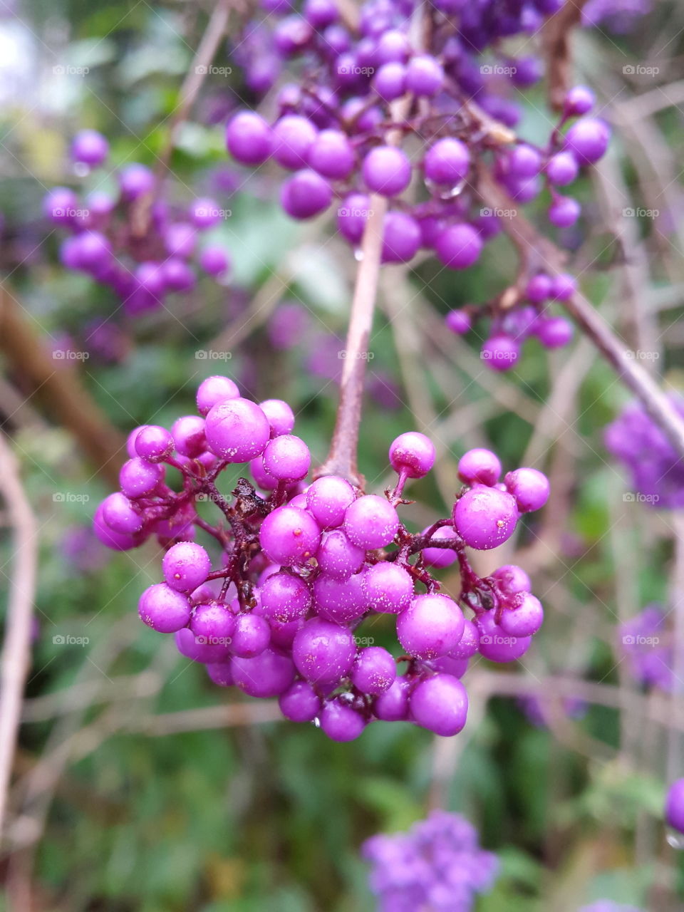 Close-up of purple berries on tree