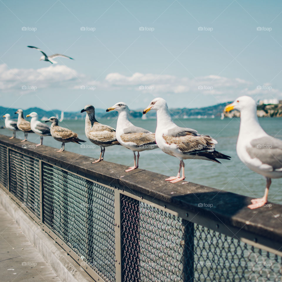 Lined up seagulls