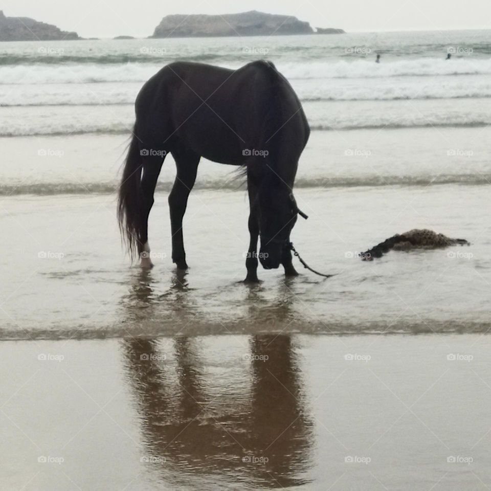 beautiful black horse and its shadow near the beach.