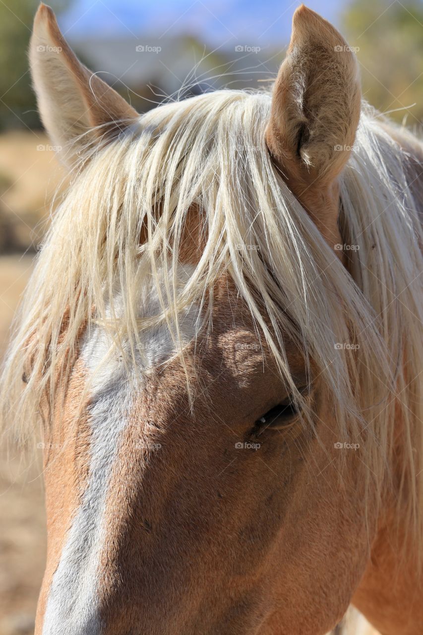 Closeup headshot wild American mustang palm mustang no stallion, blonde mane, fringe or bangs, eyes, forehead facing camera closeup 