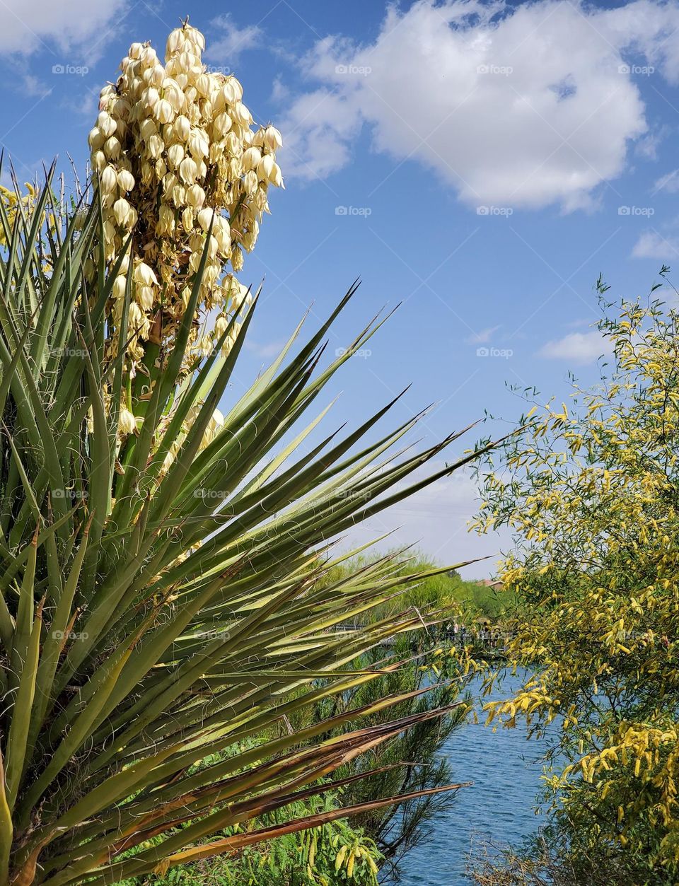 Arizona Spring at the Lake