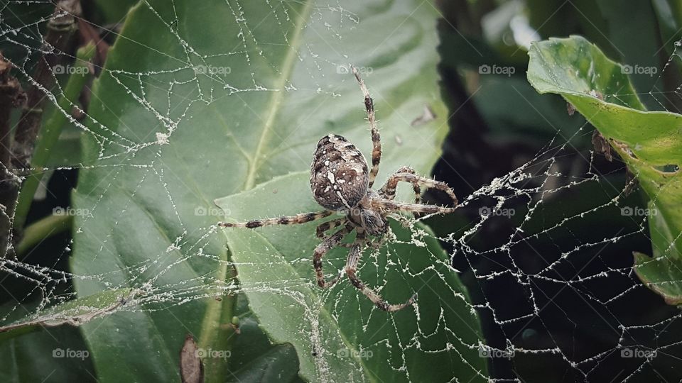 Spider create a web