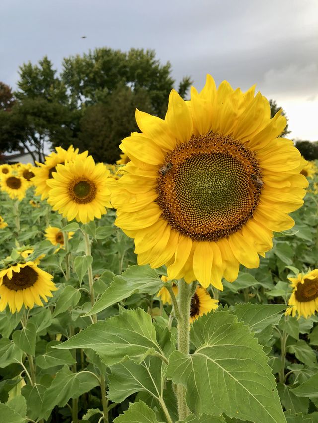 Giant Sunflowers