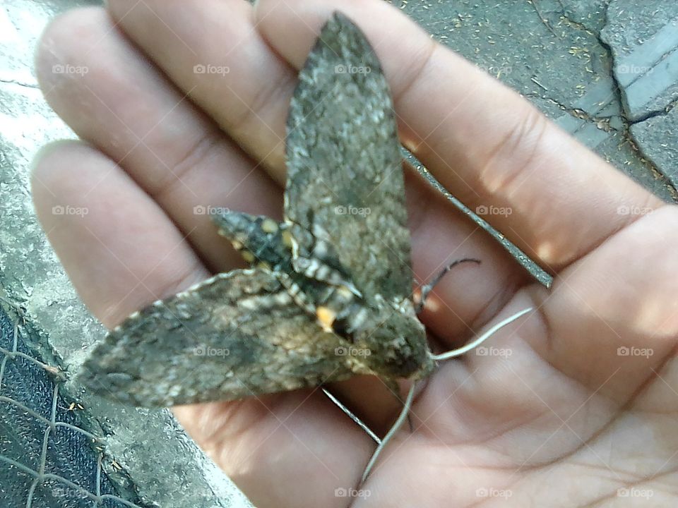 Moth and hand