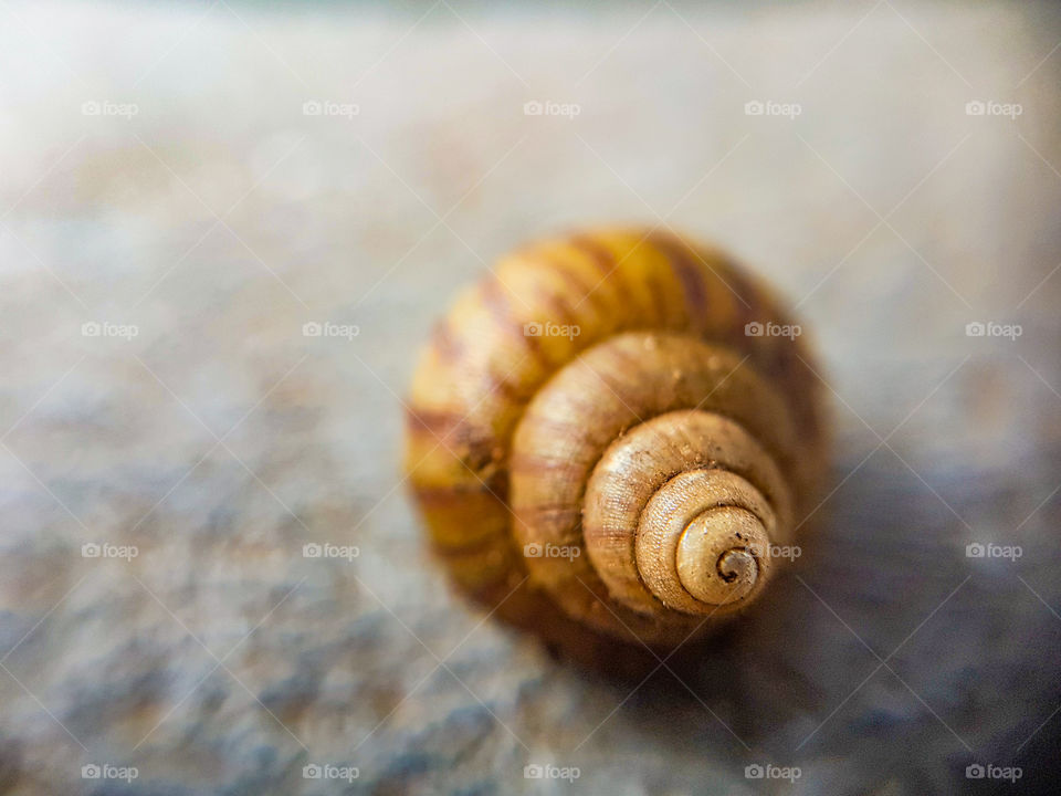 small snail shell spiral