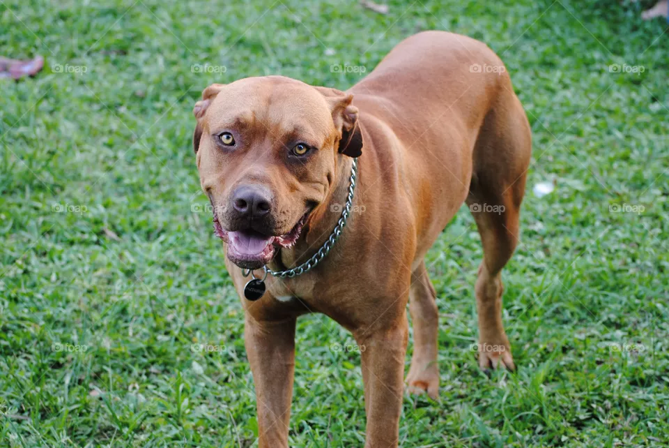 dog
