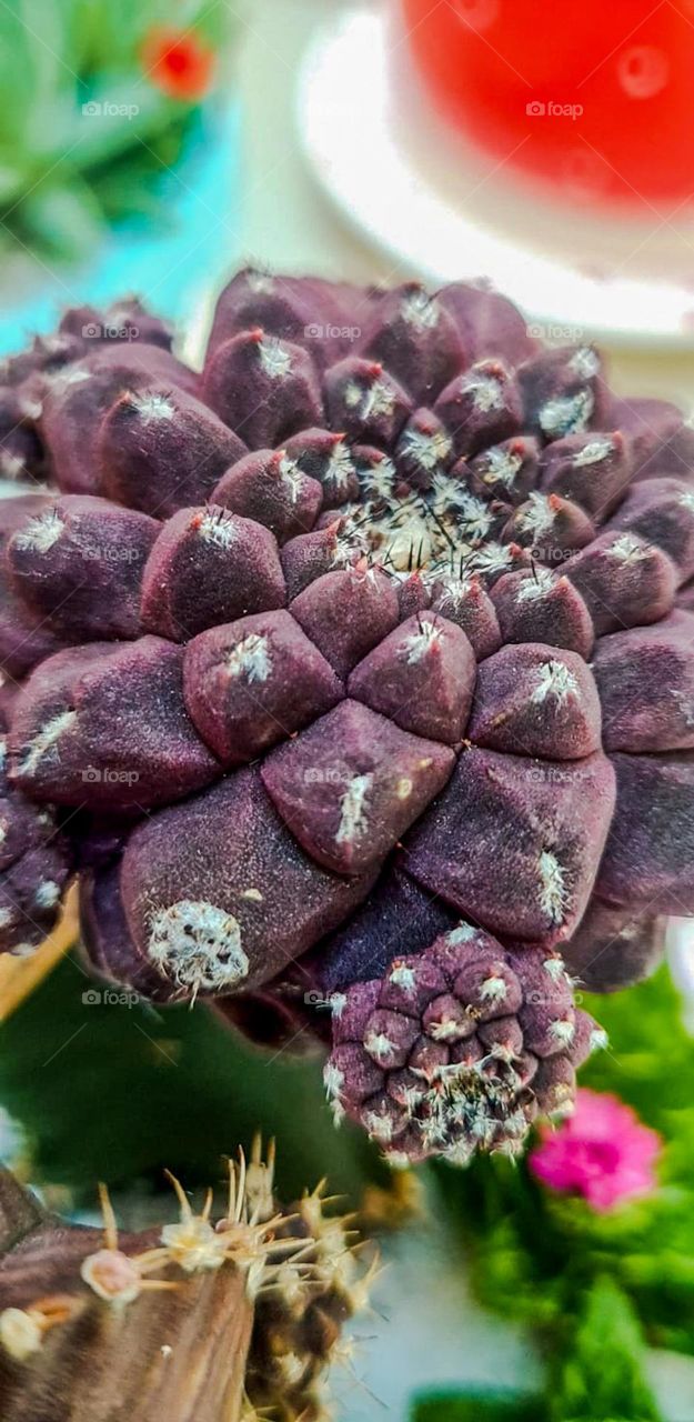 Beautiful purple cactus with thorns