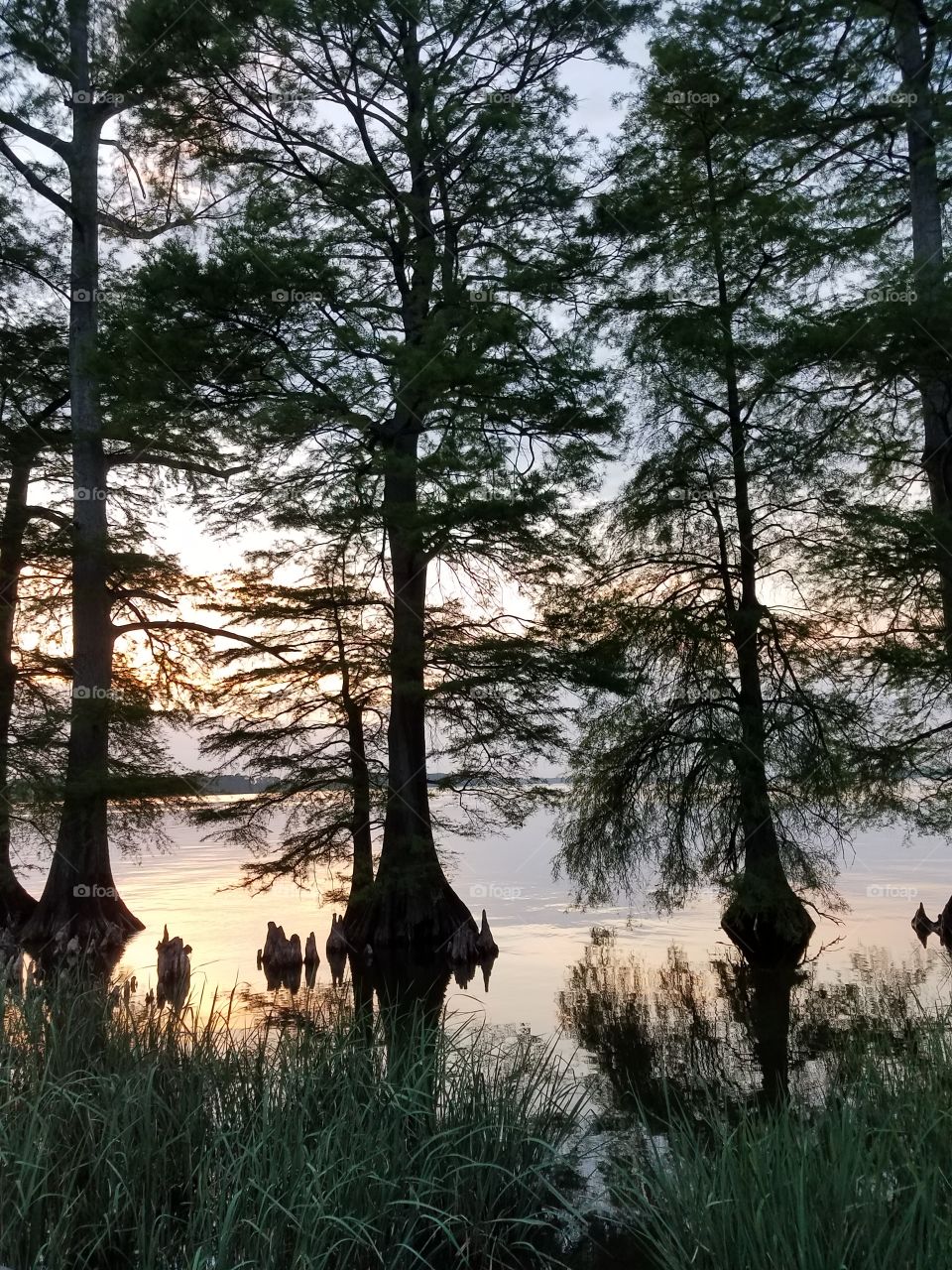 Reelfoot Lake at Sunset