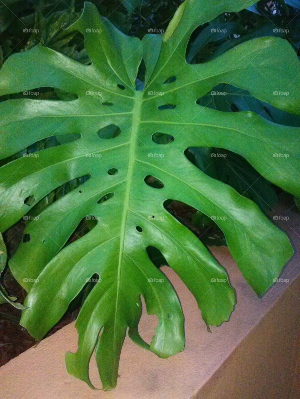 Long Green Leaf Plant