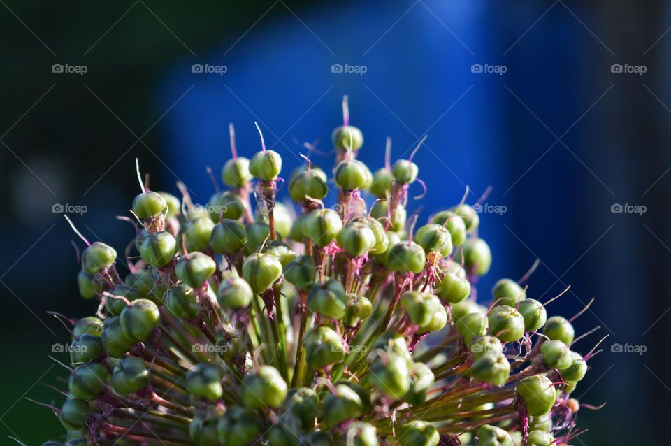 a beautiful ornamental plant in my garden called wild onion. in this photo, the plant blooms creating seeds