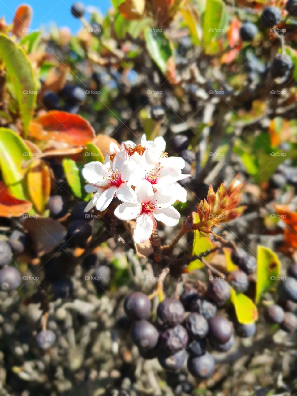 White flowers