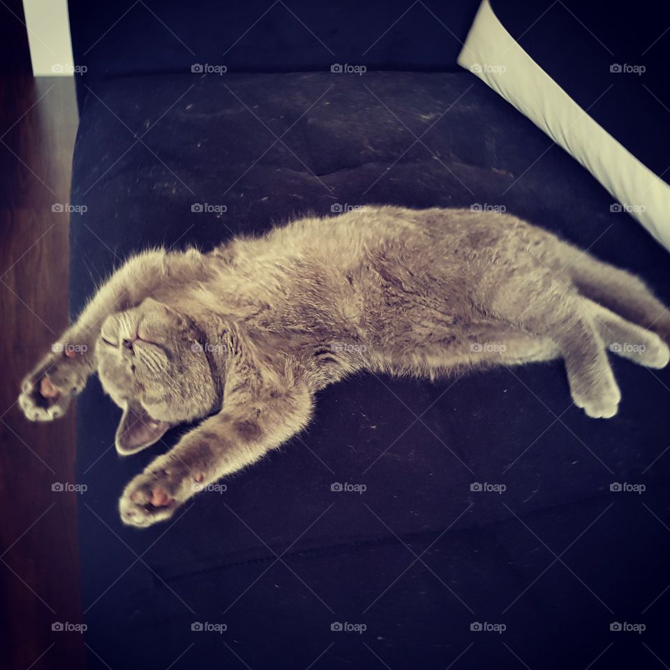Naya is the best sweet kitty!!! Sleep my cat .. 😚😚😚😚