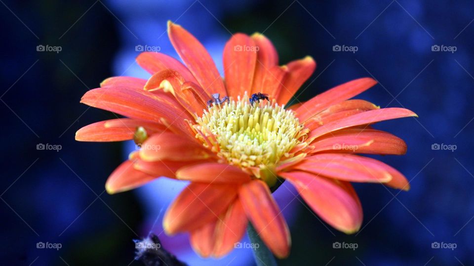 pink gerbera flower and bee
