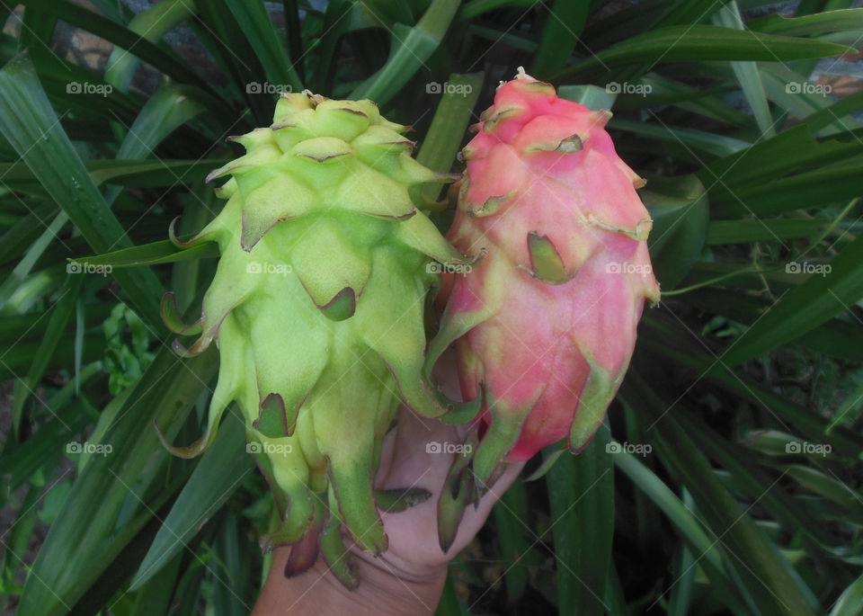 Dragon fruit