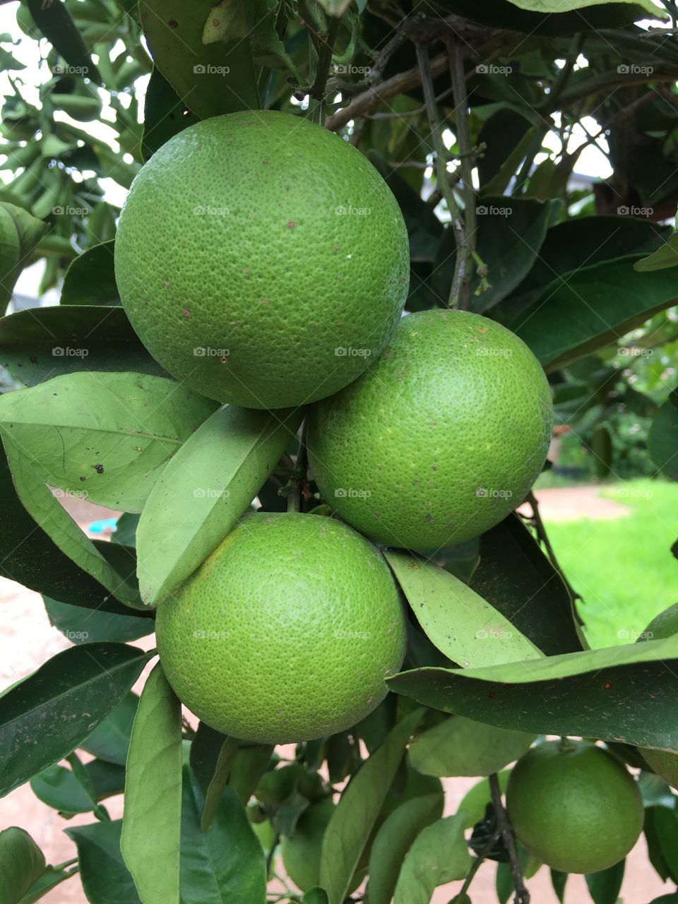 Unripened green oranges on the tree closeup 