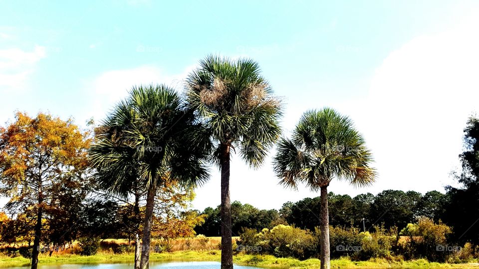 Country palms