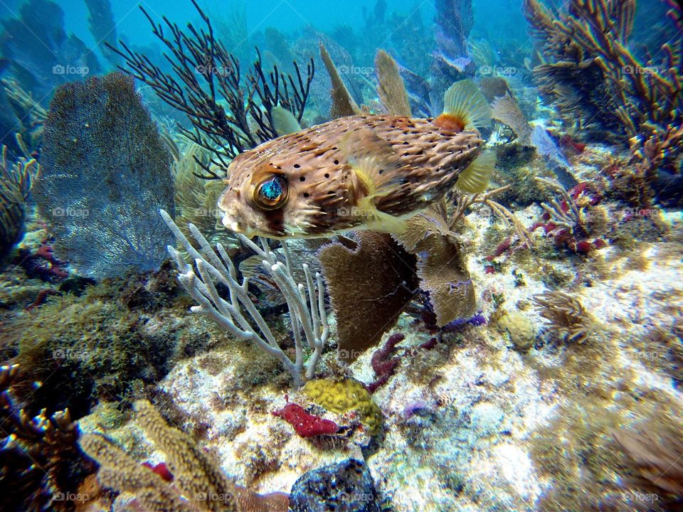 Florida Keys Snorkeling 