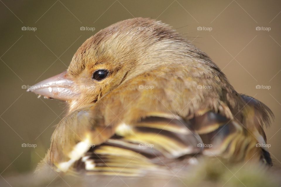 Chaffinch