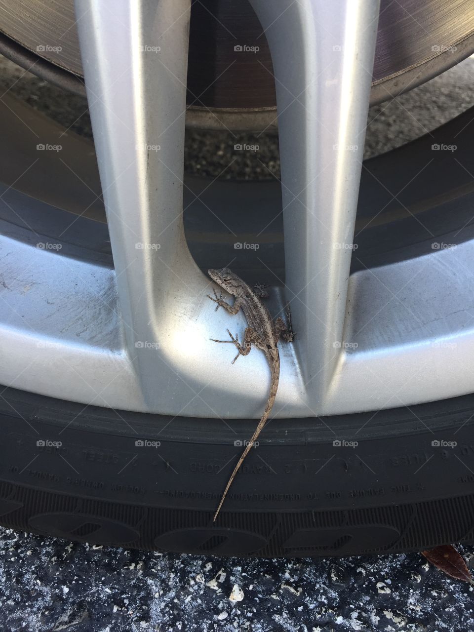 Little gray lizard is sitting on aluminum silver colored wheel with black tire