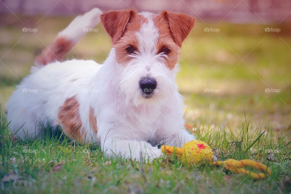 Jack russell expression