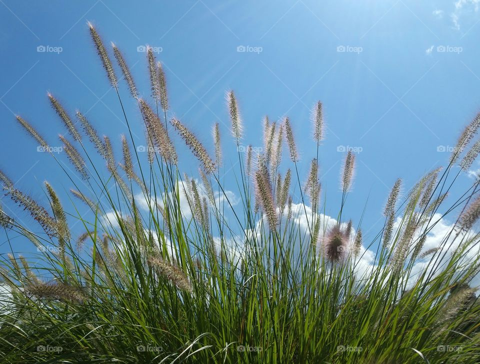 grass with clouds