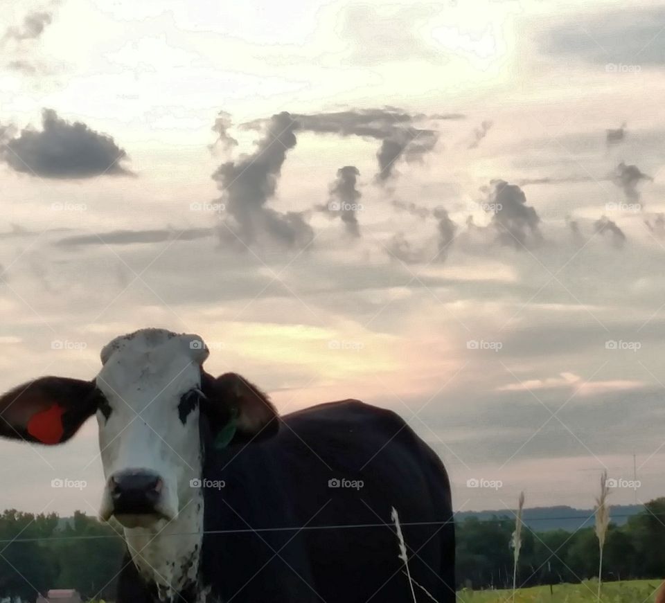 cow at sunset