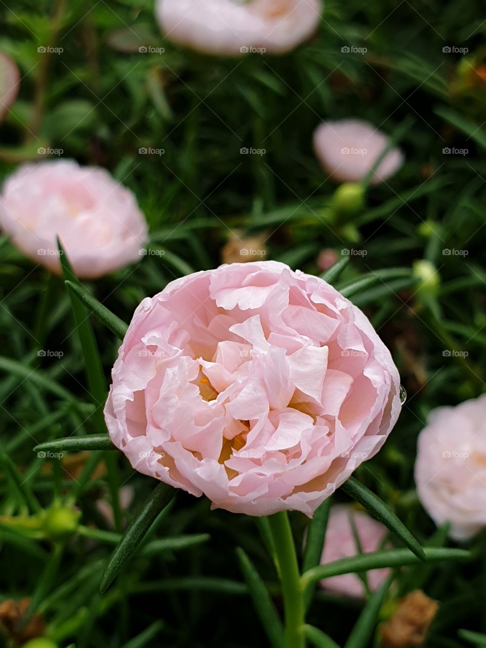 the beautiful flowers