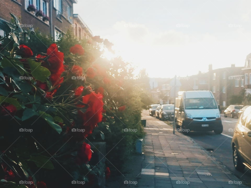 Red roses and sunshine