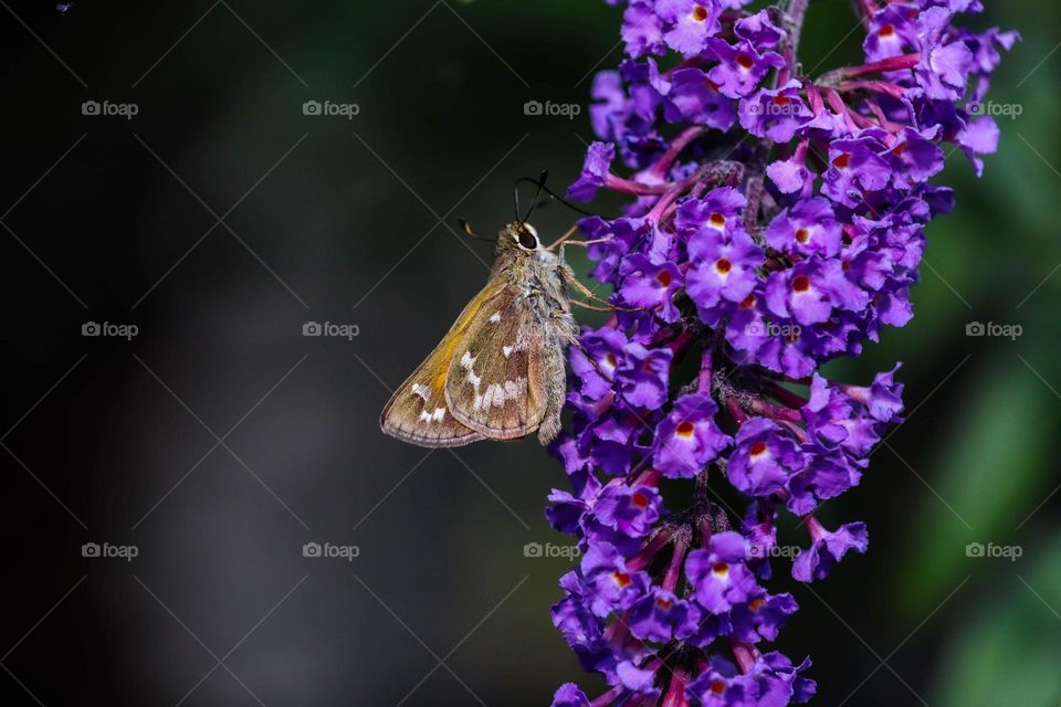 moth on a purple flower