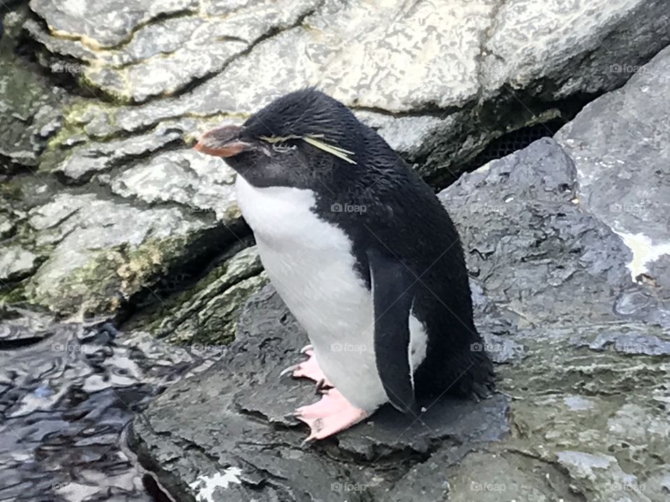 Penguin